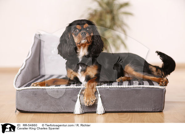 Cavalier King Charles Spaniel / RR-54860