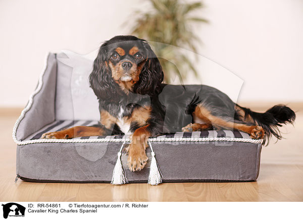 Cavalier King Charles Spaniel / RR-54861
