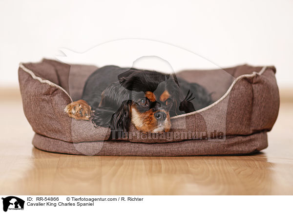 Cavalier King Charles Spaniel / RR-54866