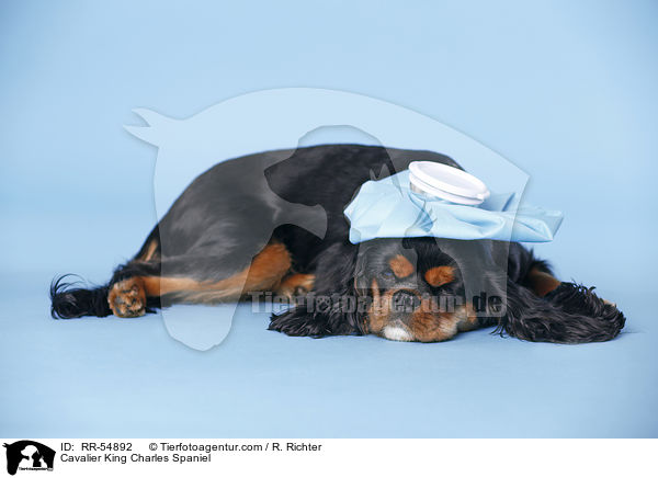 Cavalier King Charles Spaniel / RR-54892