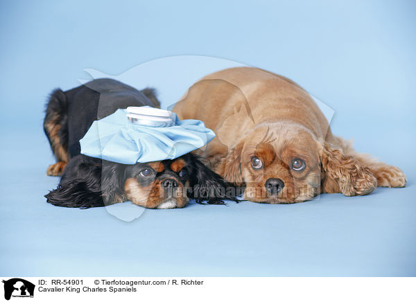Cavalier King Charles Spaniels / Cavalier King Charles Spaniels / RR-54901