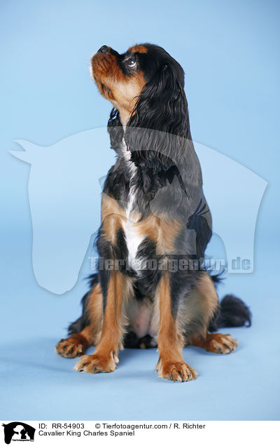 Cavalier King Charles Spaniel / RR-54903