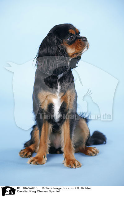 Cavalier King Charles Spaniel / RR-54905