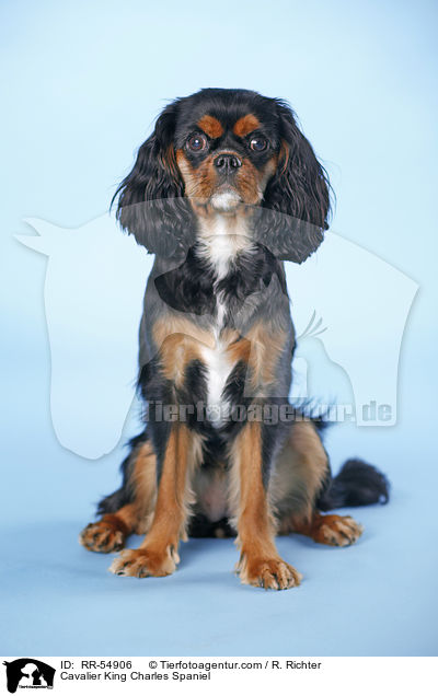 Cavalier King Charles Spaniel / RR-54906