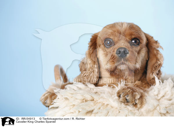 Cavalier King Charles Spaniel / Cavalier King Charles Spaniel / RR-54913