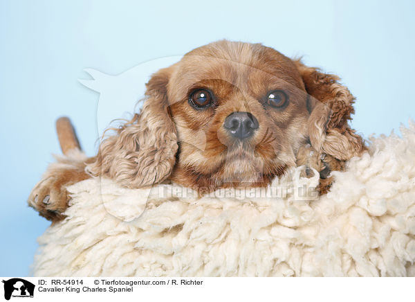 Cavalier King Charles Spaniel / Cavalier King Charles Spaniel / RR-54914