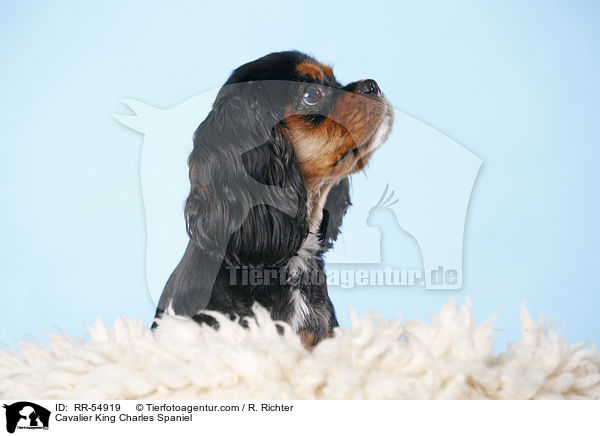 Cavalier King Charles Spaniel / RR-54919