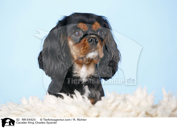 Cavalier King Charles Spaniel / RR-54920