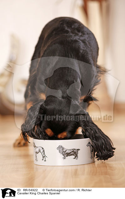 Cavalier King Charles Spaniel / RR-54922