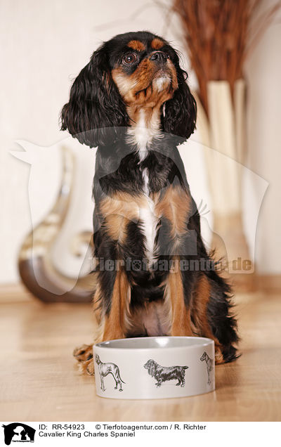 Cavalier King Charles Spaniel / RR-54923