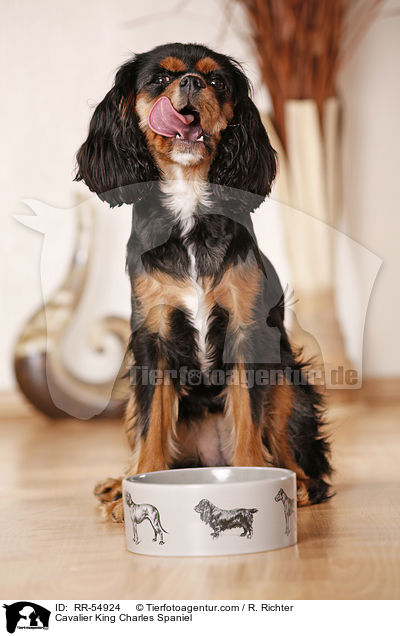 Cavalier King Charles Spaniel / RR-54924