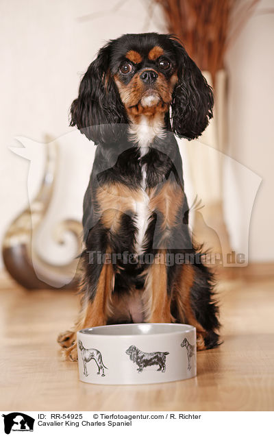 Cavalier King Charles Spaniel / RR-54925
