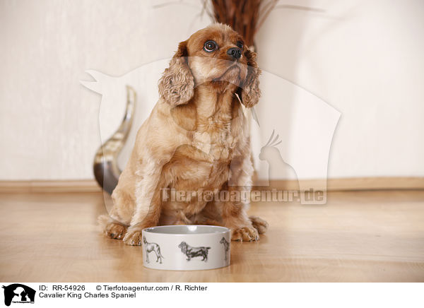 Cavalier King Charles Spaniel / Cavalier King Charles Spaniel / RR-54926