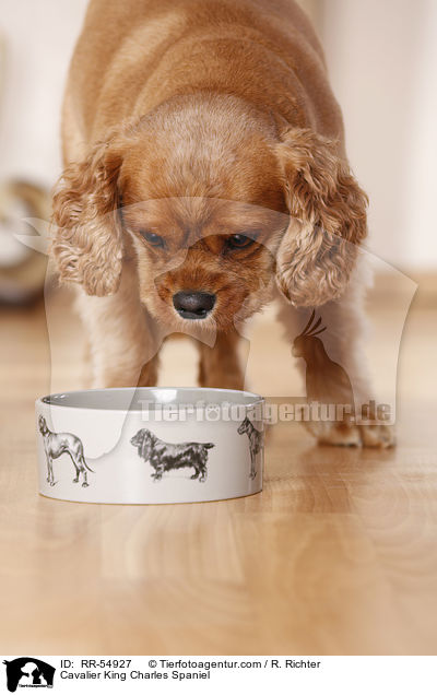 Cavalier King Charles Spaniel / Cavalier King Charles Spaniel / RR-54927