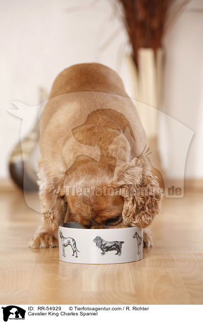 Cavalier King Charles Spaniel / RR-54929