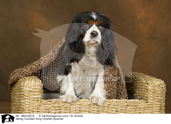 sitting Cavalier King Charles Spaniel / NN-03619