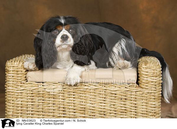 lying Cavalier King Charles Spaniel / NN-03623
