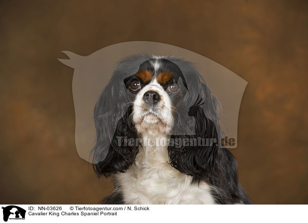 Cavalier King Charles Spaniel Portrait / NN-03626