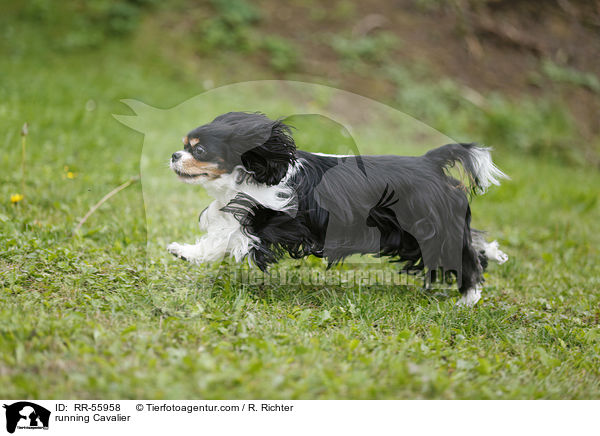 running Cavalier / RR-55958