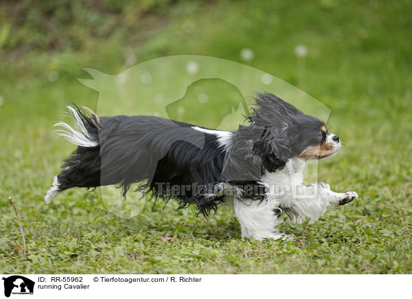 running Cavalier / RR-55962