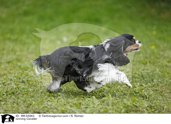 running Cavalier / RR-55963