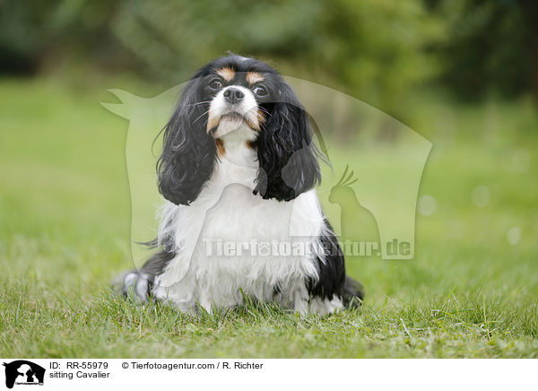 sitting Cavalier / RR-55979
