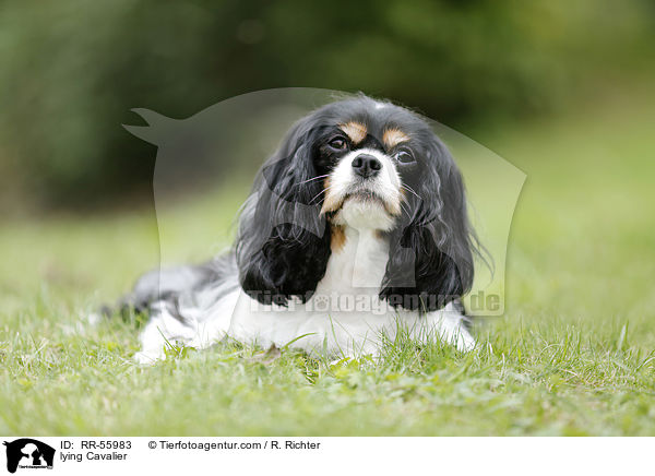 lying Cavalier / RR-55983