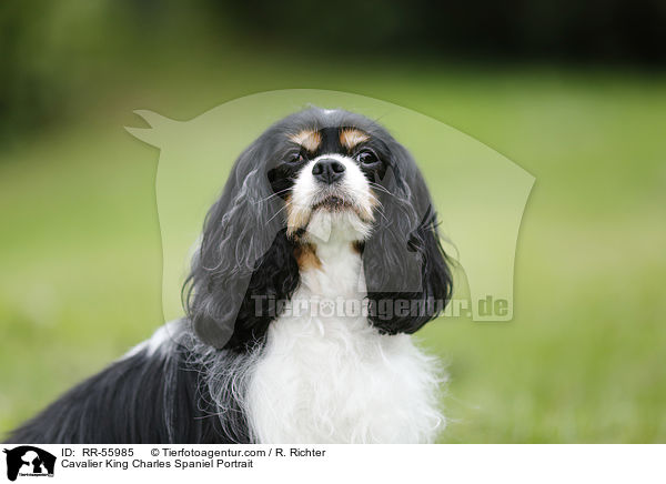 Cavalier King Charles Spaniel Portrait / RR-55985