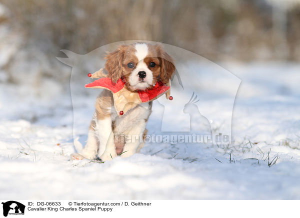 Cavalier King Charles Spaniel Puppy / DG-06633