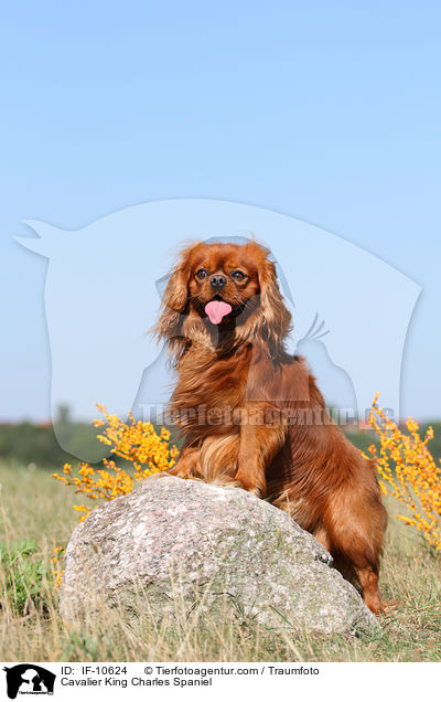 Cavalier King Charles Spaniel / IF-10624