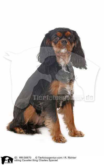 sitting Cavalier King Charles Spaniel / RR-58870