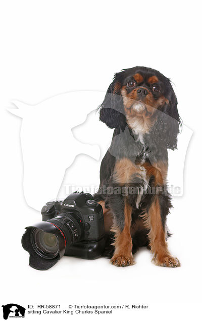 sitting Cavalier King Charles Spaniel / RR-58871