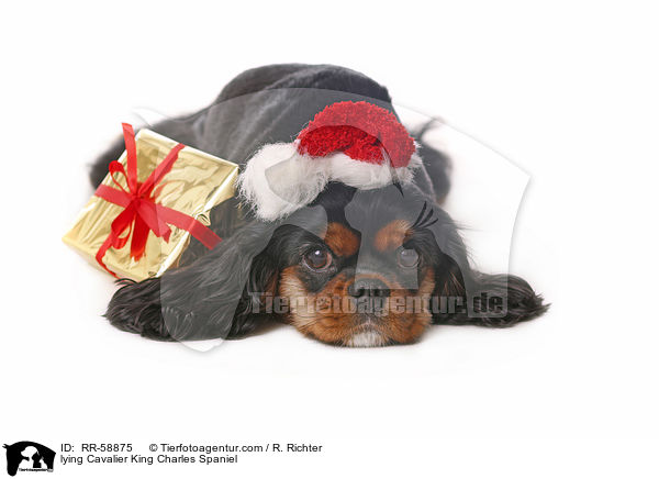 lying Cavalier King Charles Spaniel / RR-58875