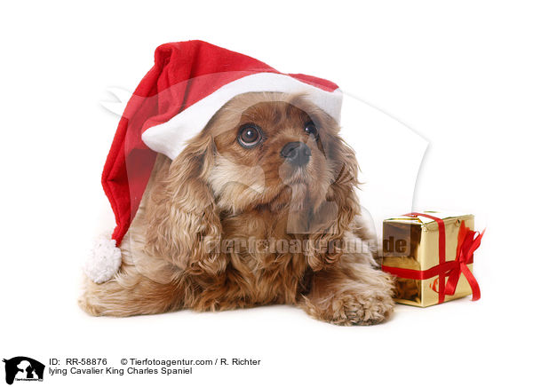 lying Cavalier King Charles Spaniel / RR-58876