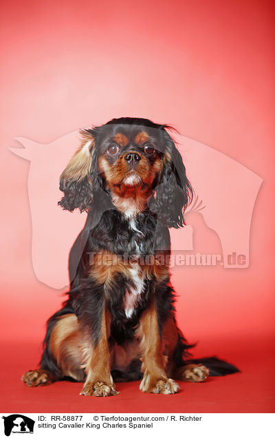 sitting Cavalier King Charles Spaniel / RR-58877