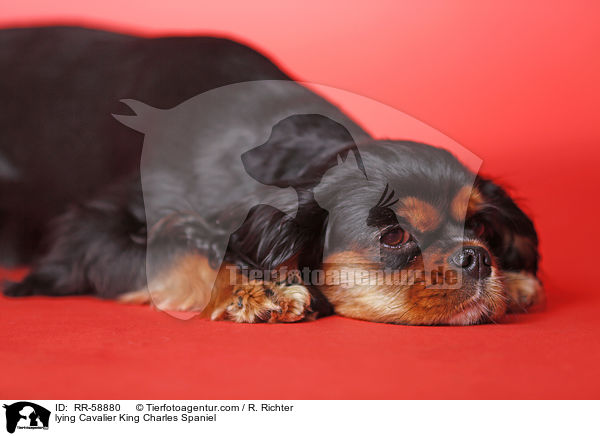 lying Cavalier King Charles Spaniel / RR-58880