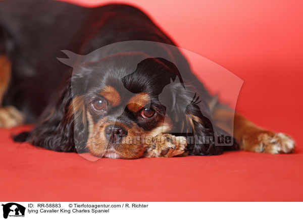 lying Cavalier King Charles Spaniel / RR-58883