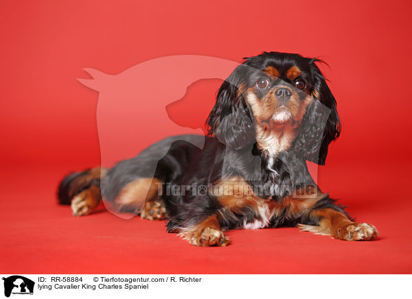 lying Cavalier King Charles Spaniel / RR-58884