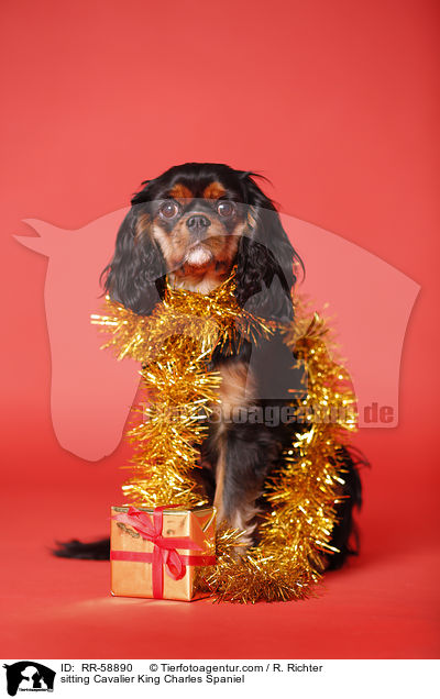 sitting Cavalier King Charles Spaniel / RR-58890