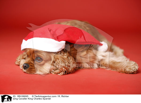 lying Cavalier King Charles Spaniel / RR-58895