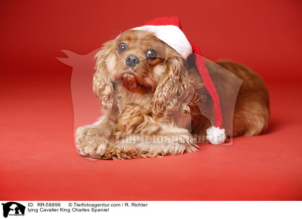 liegender Cavalier King Charles Spaniel / lying Cavalier King Charles Spaniel / RR-58896