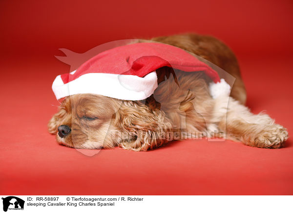 sleeping Cavalier King Charles Spaniel / RR-58897