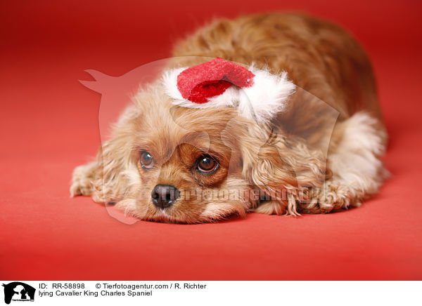 lying Cavalier King Charles Spaniel / RR-58898