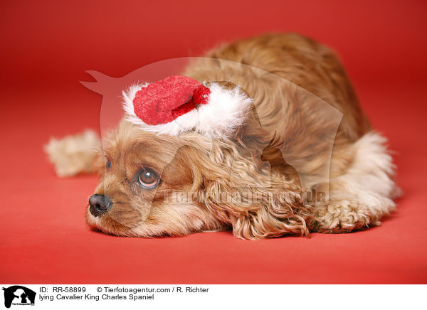 lying Cavalier King Charles Spaniel / RR-58899