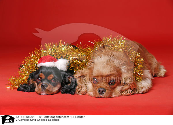 2 Cavalier King Charles Spaniels / RR-58901