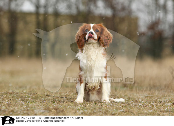 sitting Cavalier King Charles Spaniel / KL-12340