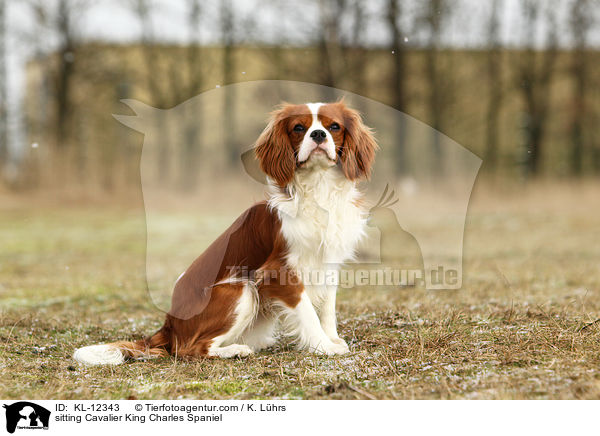 sitting Cavalier King Charles Spaniel / KL-12343