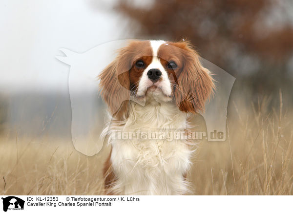 Cavalier King Charles Spaniel Portrait / KL-12353