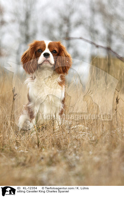sitting Cavalier King Charles Spaniel / KL-12354