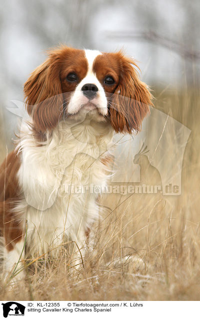 sitting Cavalier King Charles Spaniel / KL-12355